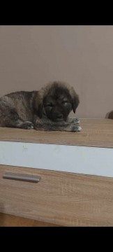 Kaukázusi Kiskutyák eladók