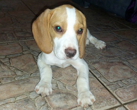 Beagle 3 hónapos kan kutya