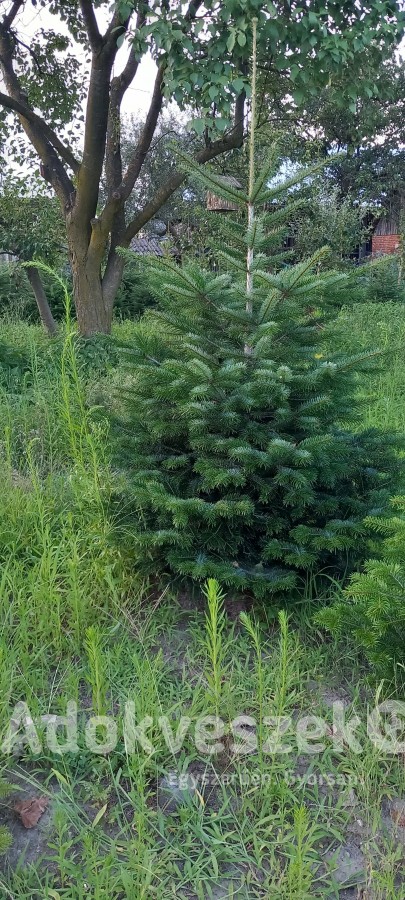 Lucfenyő,nordmann karácsonyfa