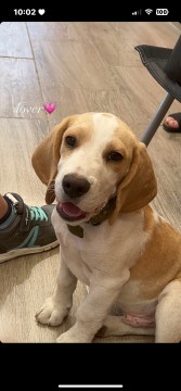 1,5 éves beagle kan kutya ingyen elvihető