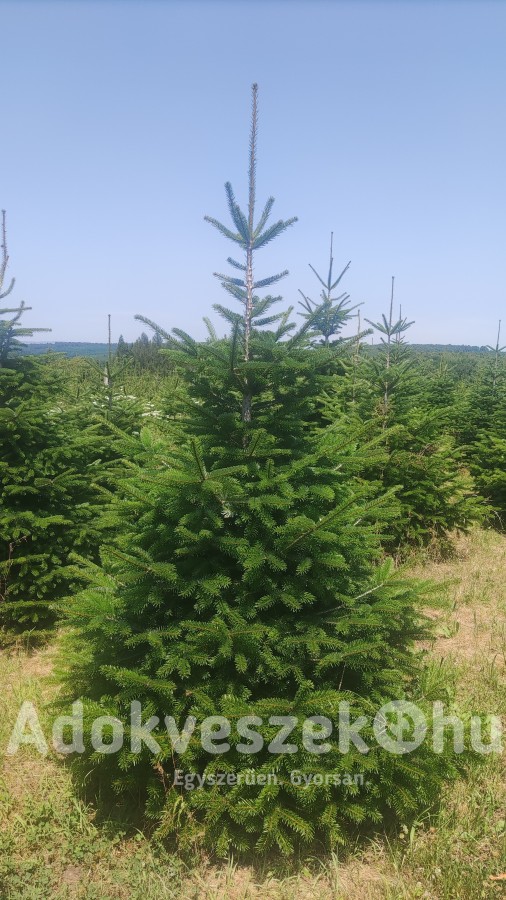 Fenyőfa/Karácsonyfa