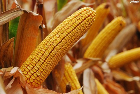Kukorica eladó Hajdúnánáson