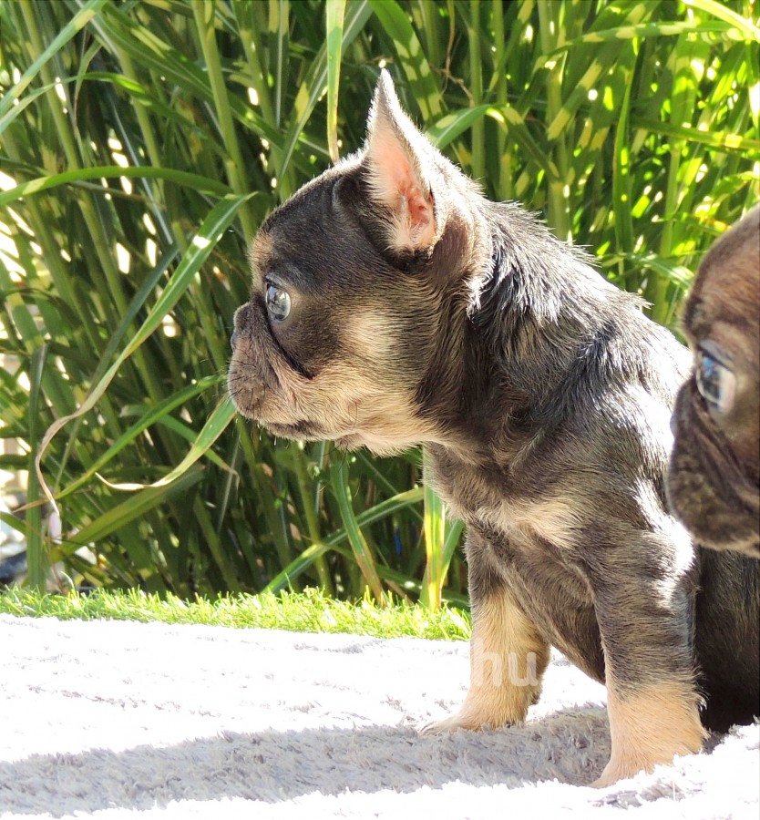 Gazdira váró francia bulldog kutyusok!(2kislany-2kisfiú)♥️♥️