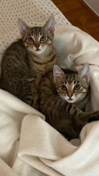Két gyönyörű cica (Bendegúz és Hajnal) keresi új gazdáját!