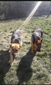 Két kan németjuhász kutya elvihető