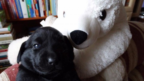 Labrador retriever kölyökkutyák nagybetűs Gazdit keresnek