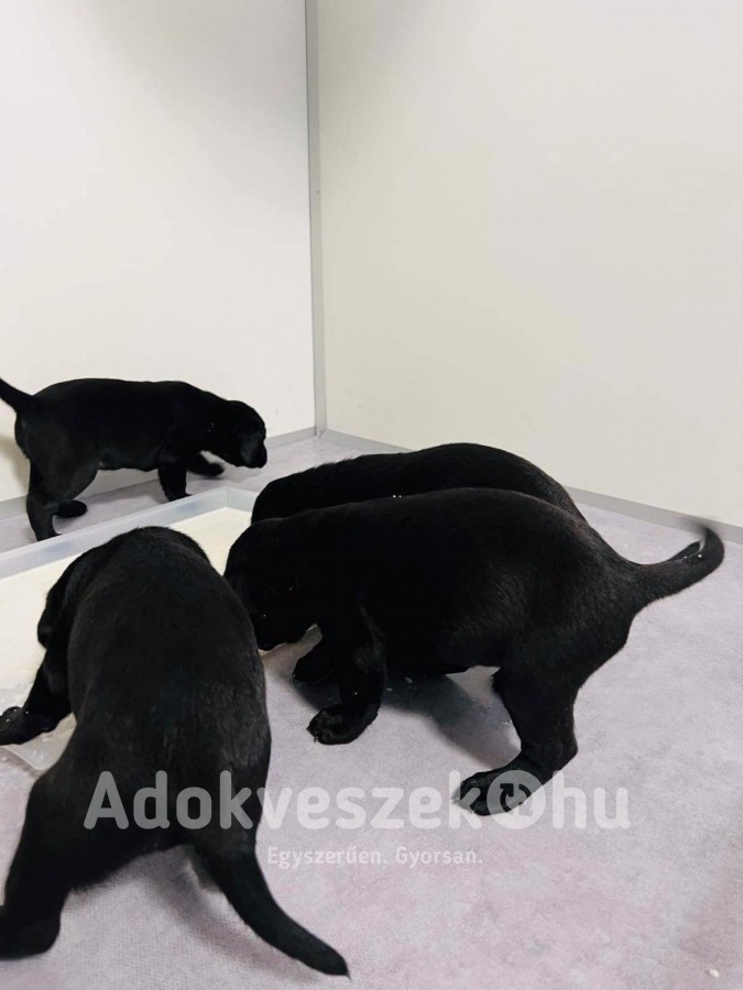 Labrador retriever kölyökkutyák nagybetűs Gazdit keresnek