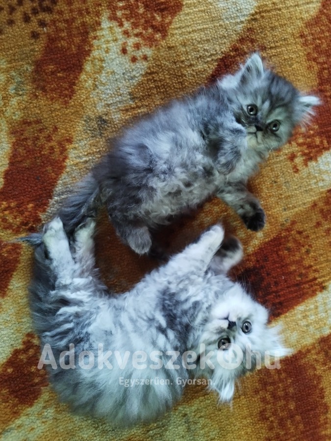 Perzsa kiscicák