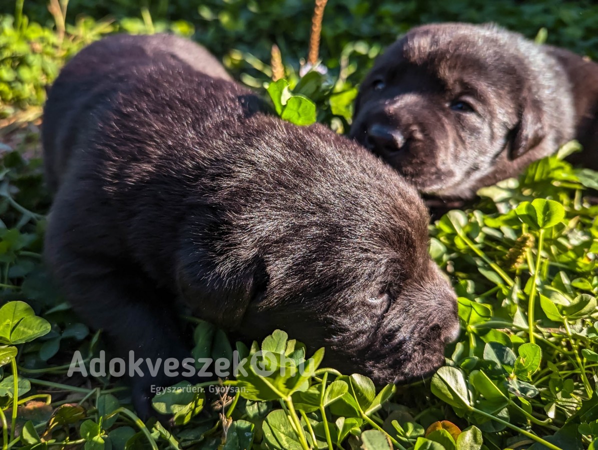 Labrador keverèk kölykök ingyen elvihetők