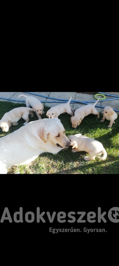 Labrador kutyusok