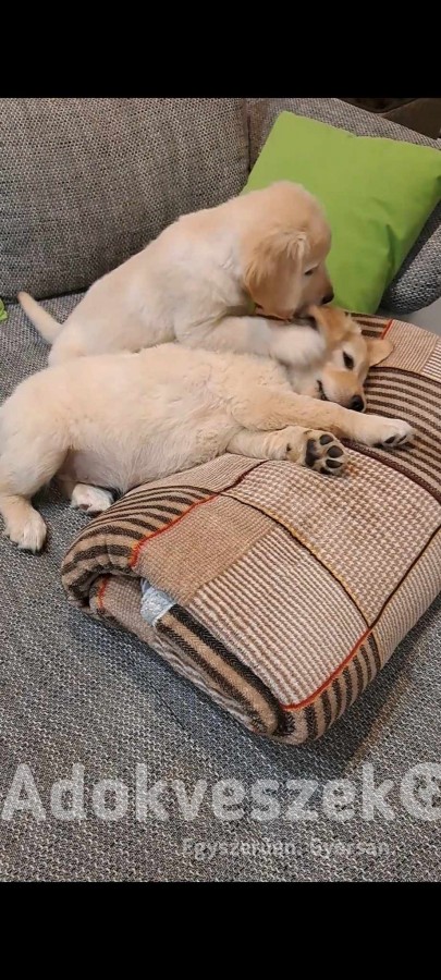 Labrador kiskutyák 