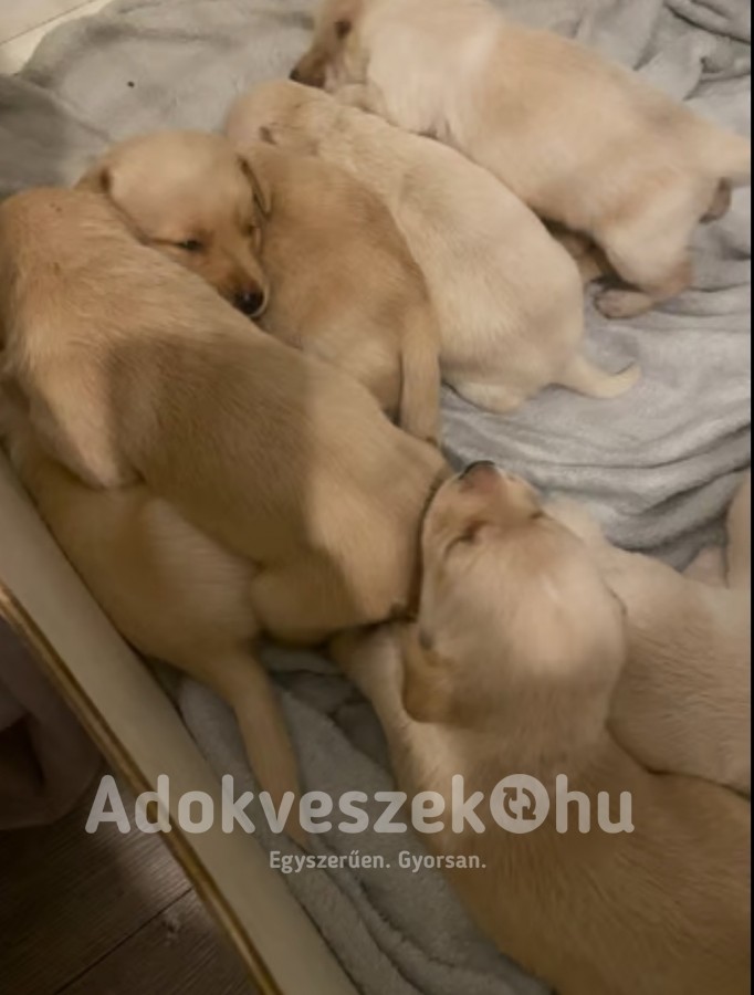 Labrador Retriever kiskutyák