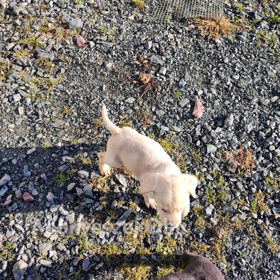 Labrador kiskutyák eladók 