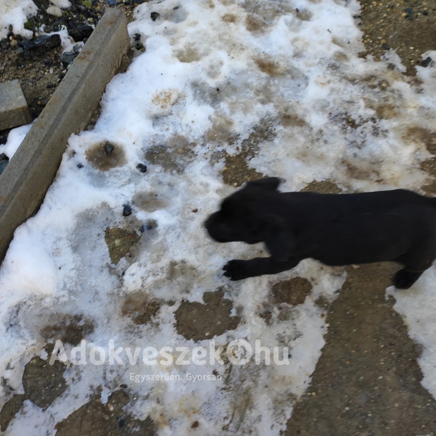 Labrador kiskutyák eladók 