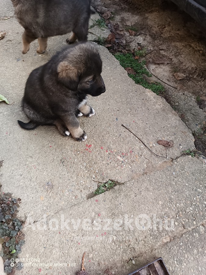 Kaukázusi fajta jellegű kiskutyák 