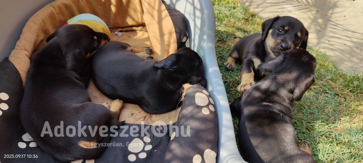 Törpe tacskó kutyusok keresik új, szeretetre vágyó családjukat