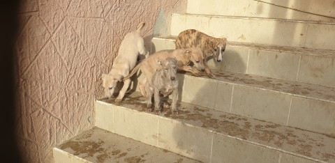 Whippet angol törpe agár kiskutyák