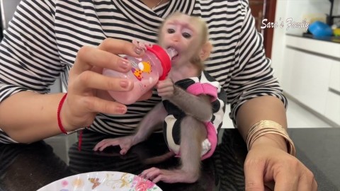 bébi kapucinus majmok kaphatók