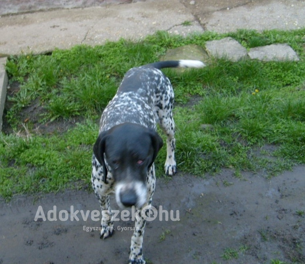 Rövidszőrű német vizsla kutya