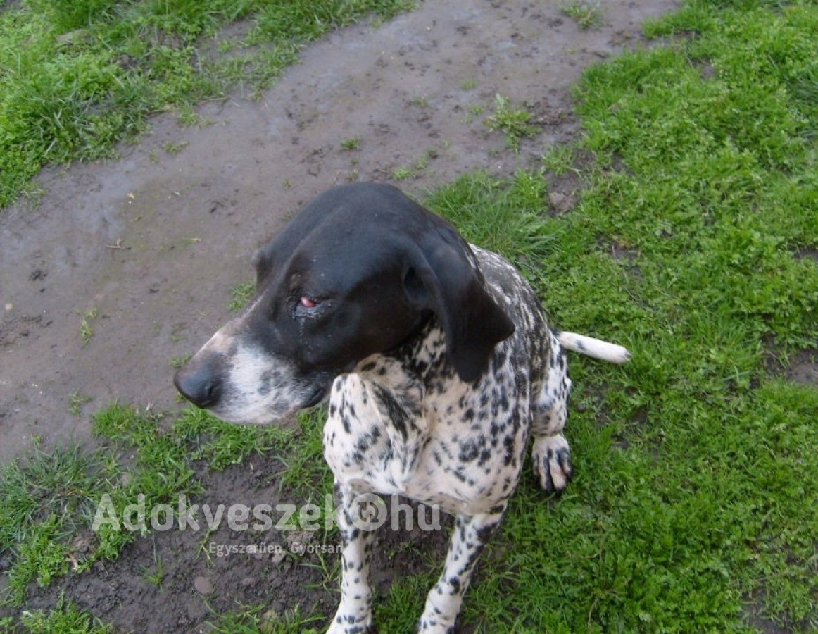 Rövidszőrű német vizsla kutya
