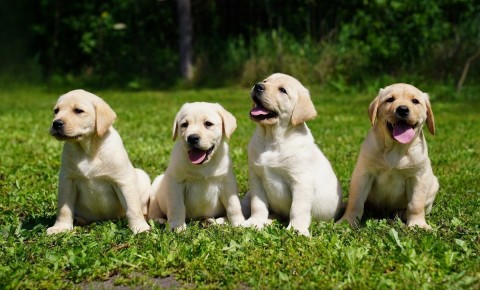 Labrador kiskutyák Foglalozhatók 