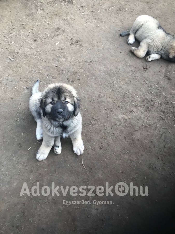 Kaukázusi Juhász kiskutyák keresik új otthonukat! 
