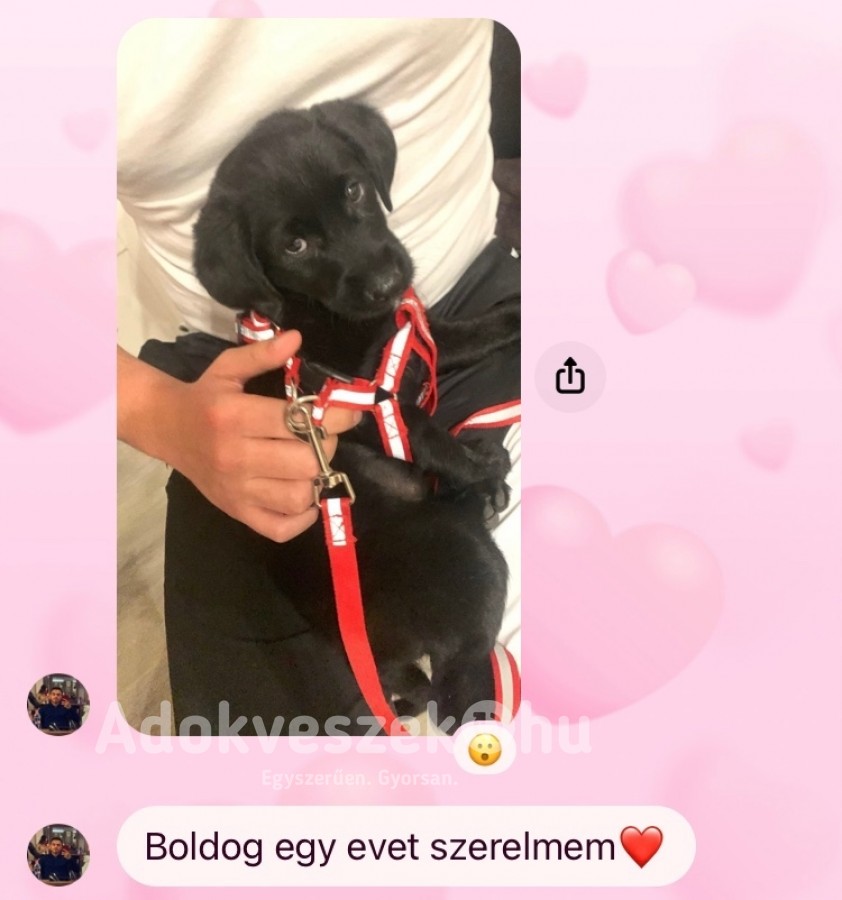 Labrador kiskutya eladó