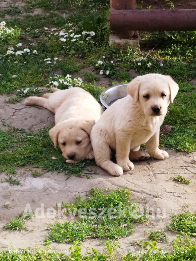 Labrador kiskutyák eladók Foglalozhatók 