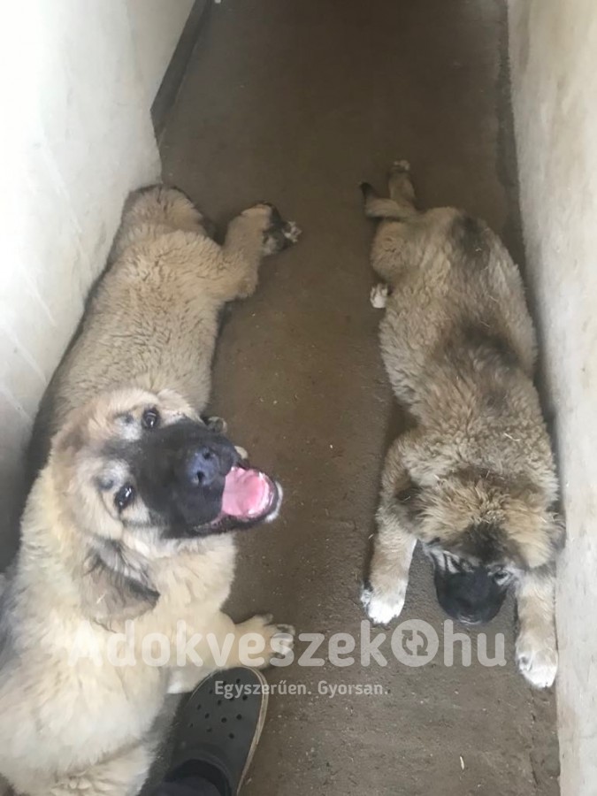 Kaukázusi Juhász kiskutyák keresik új otthonukat!